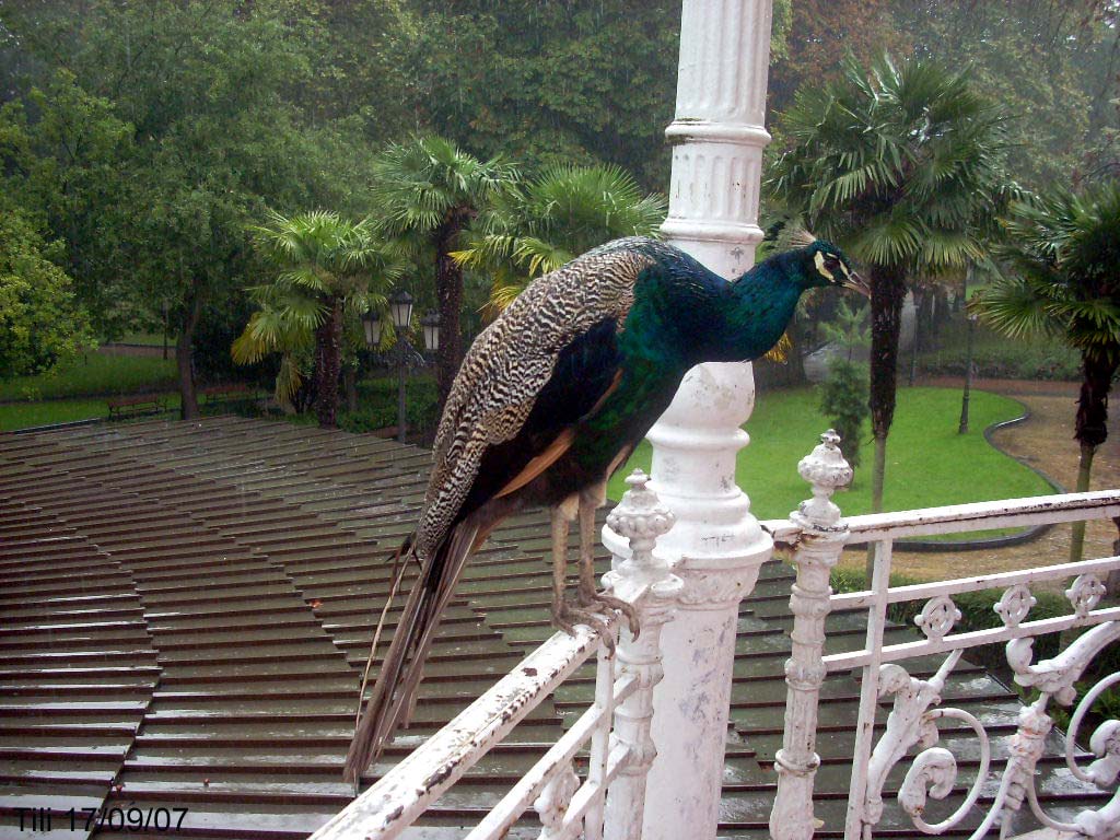 Foto de Oviedo (Asturias), España