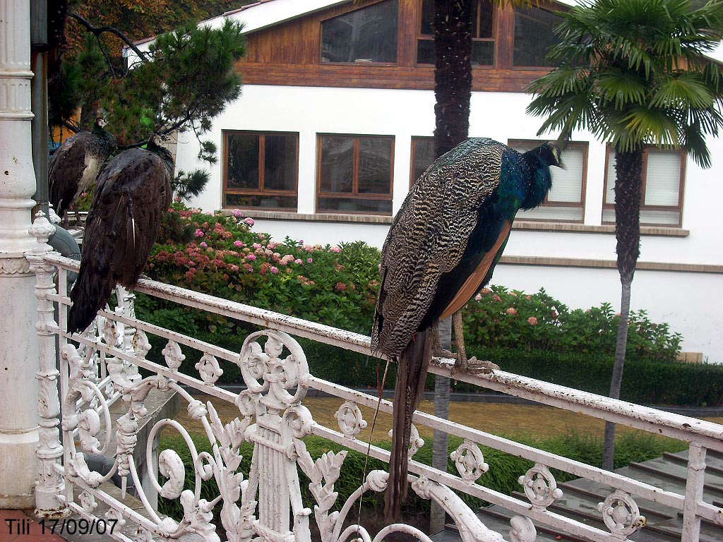 Foto de Oviedo (Asturias), España