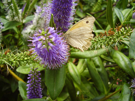 Foto de Cerceda (A Coruña), España