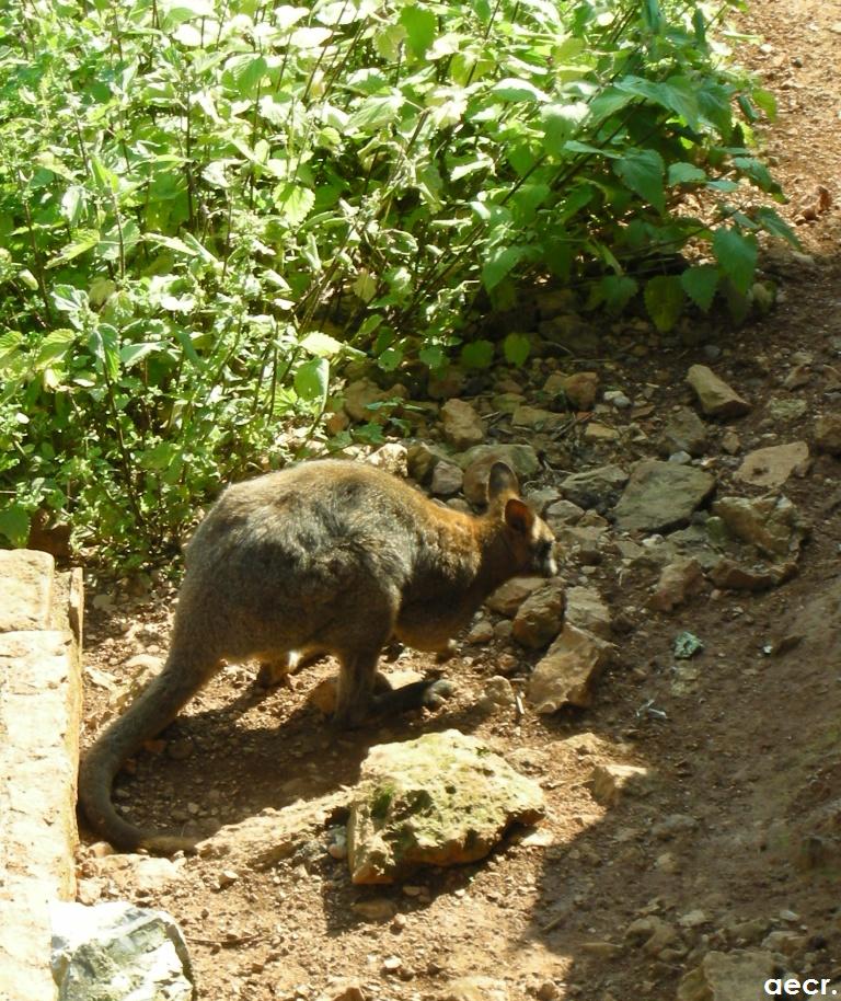 Foto de Cabárceno (Cantabria), España