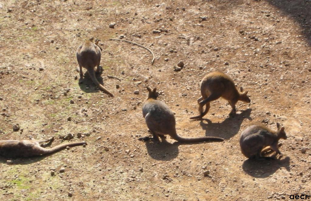 Foto de Cabárceno (Cantabria), España
