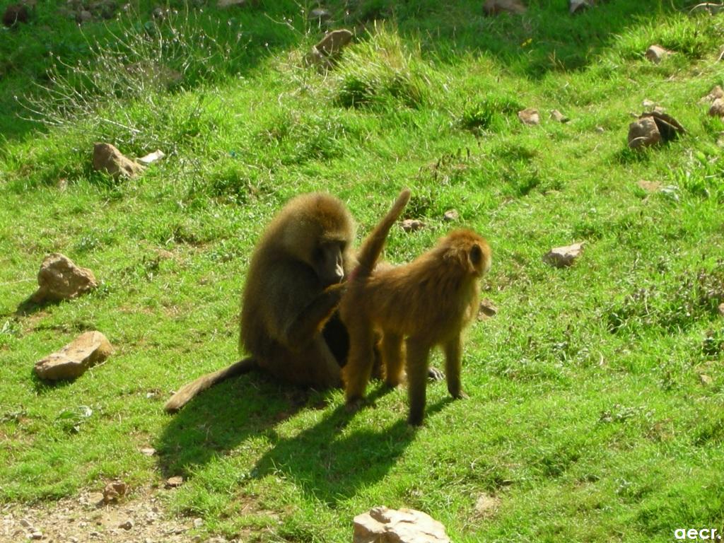 Foto de Cabárceno (Cantabria), España