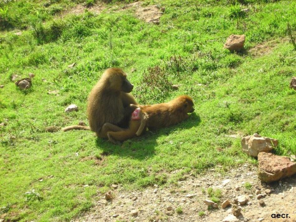 Foto de Cabárceno (Cantabria), España
