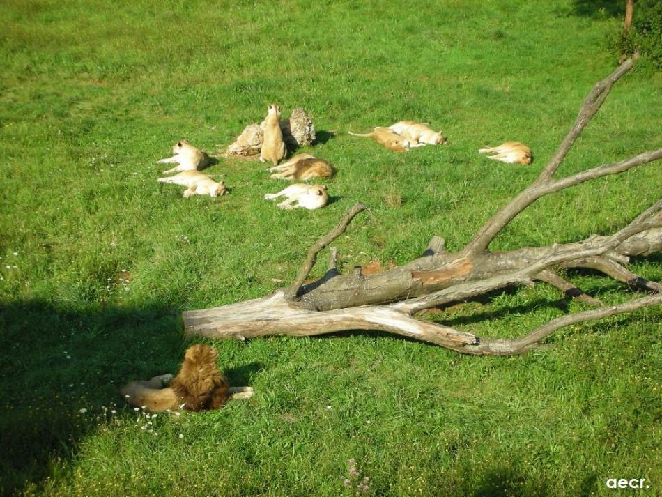 Foto de Cabárceno (Cantabria), España