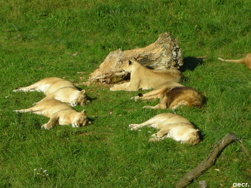 Foto de Cabárceno (Cantabria), España