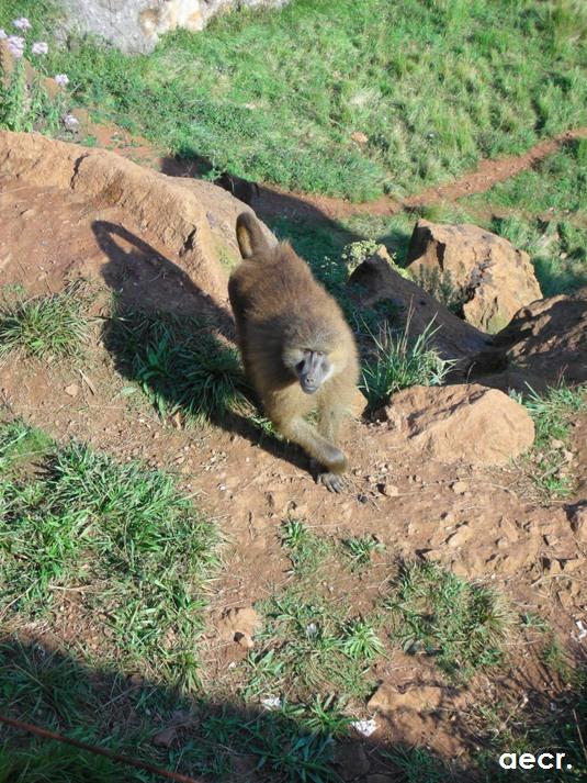 Foto de Cabárceno (Cantabria), España