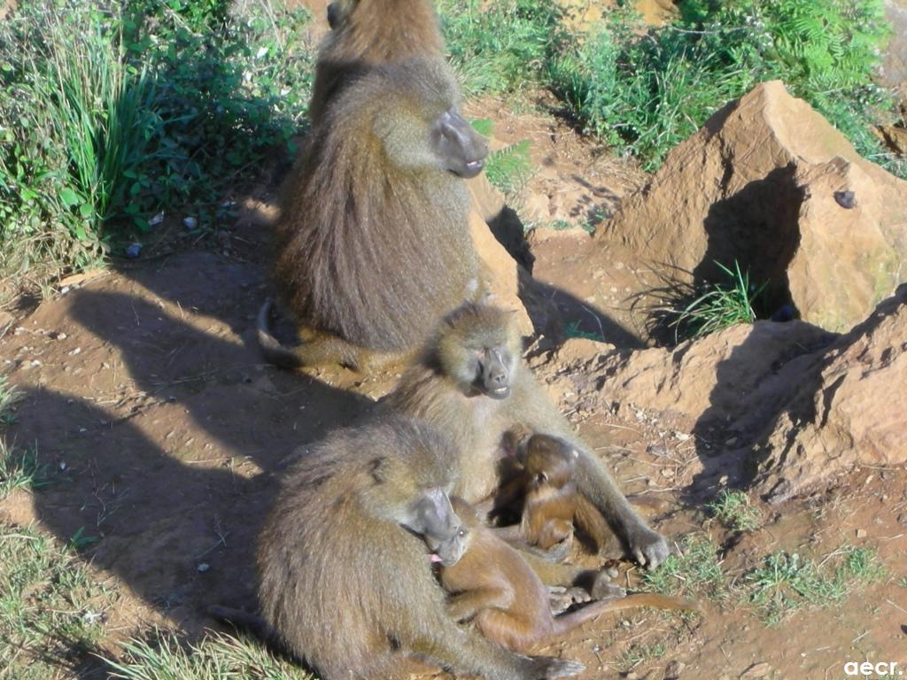 Foto de Cabárceno (Cantabria), España