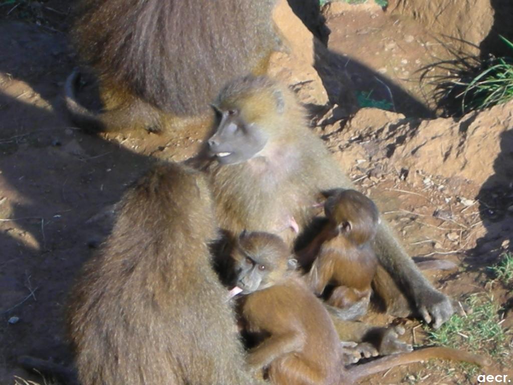 Foto de Cabárceno (Cantabria), España