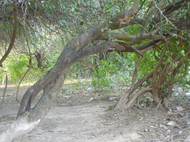 Foto de Tartagal, Argentina