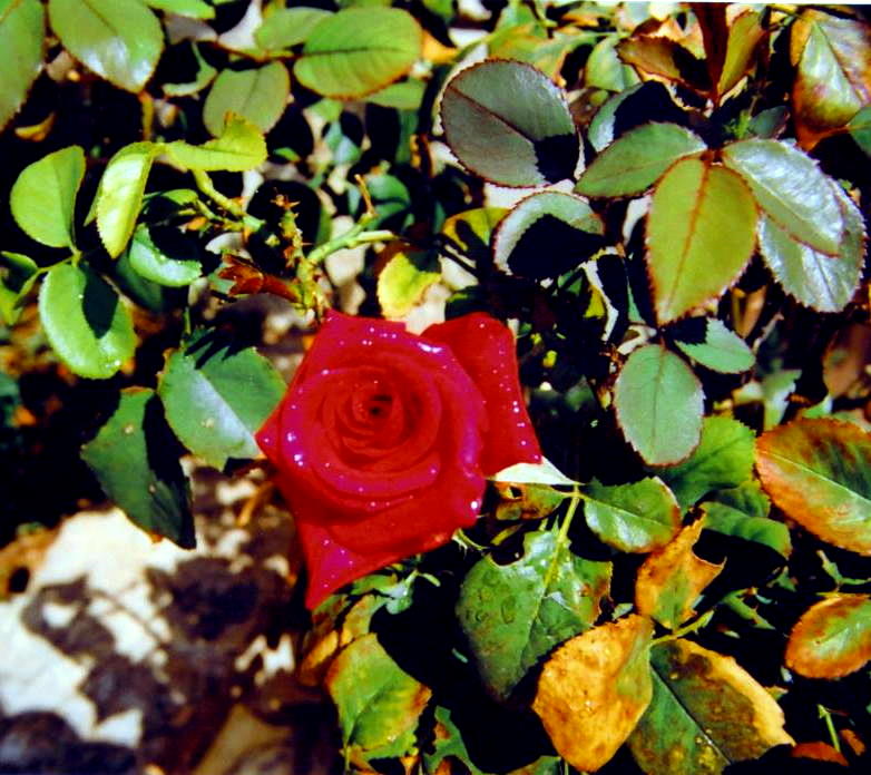 Foto de Tordera (Barcelona), España