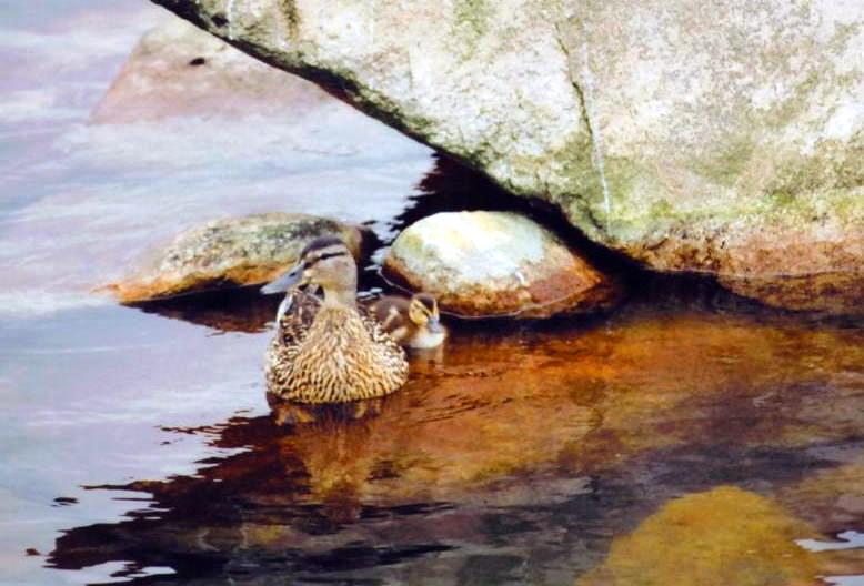 Foto de A Coruña (Galicia), España
