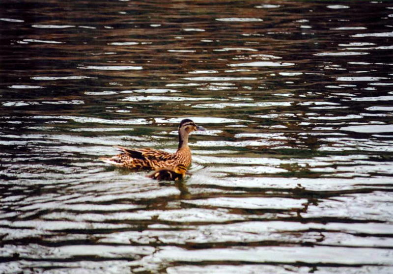 Foto de A Coruña (Galicia), España