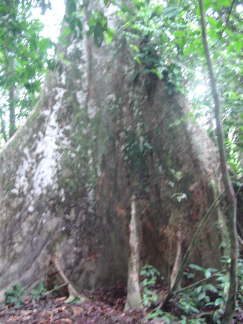 Foto de Iquitos, Perú