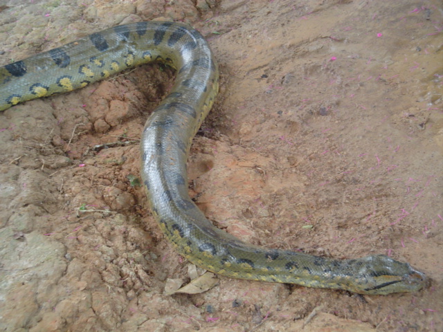 Foto de Iquitos, Perú