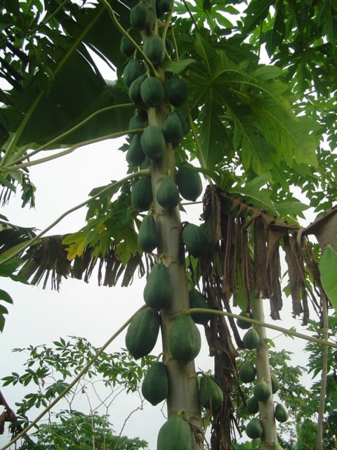 Foto de Iquitos, Perú