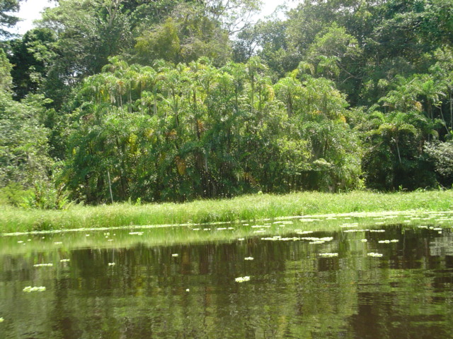 Foto de Amazonas, Perú