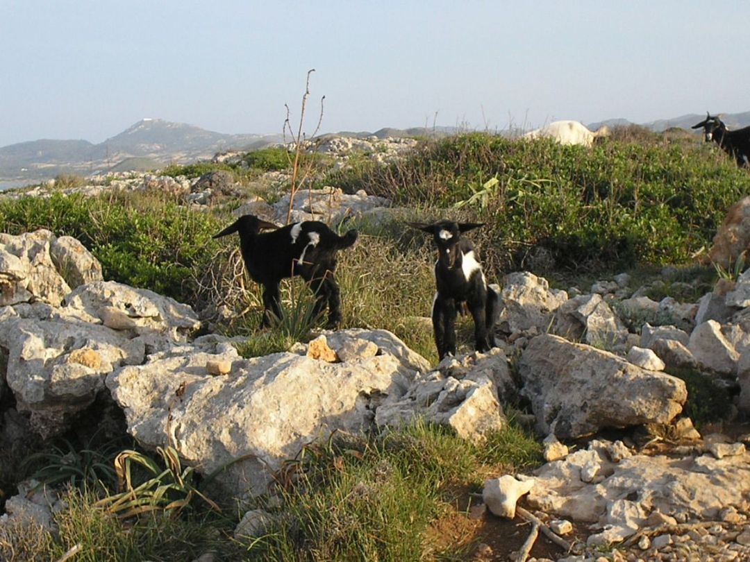 Foto de Ciutadella - Menorca (Illes Balears), España