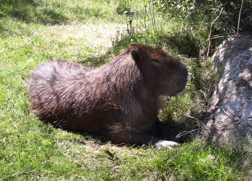 Foto de Cerro Pan de Azúcar, Uruguay