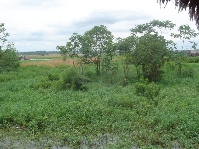 Foto de Iquitos, Perú