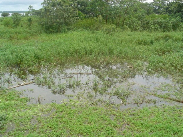 Foto de Iquitos, Perú