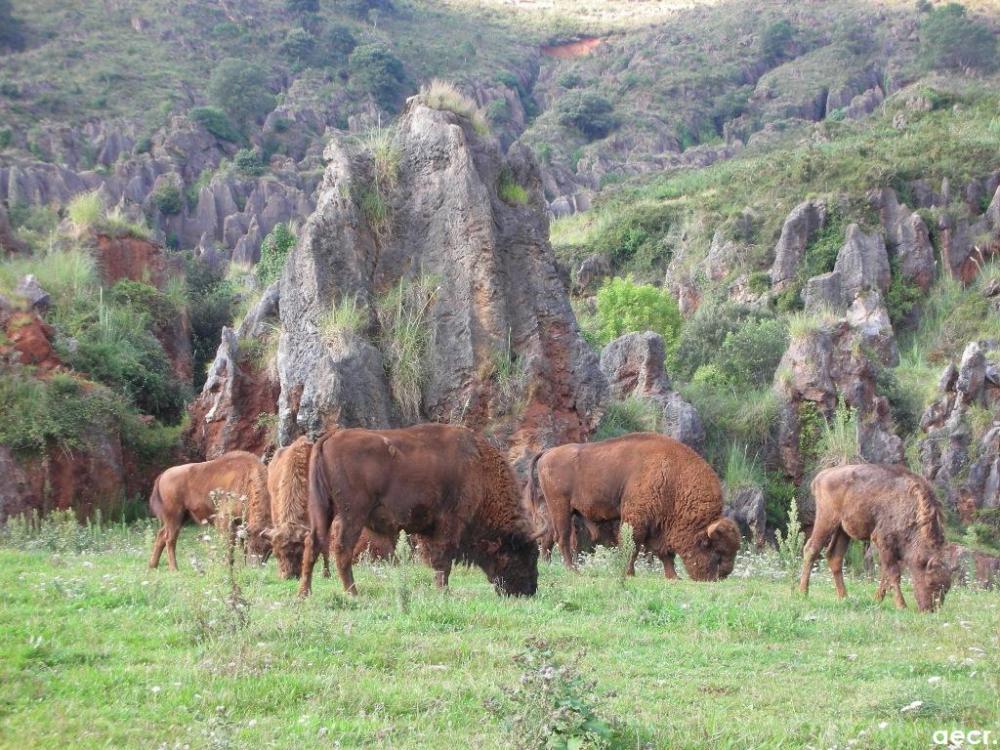 Foto de Cabárceno (Cantabria), España