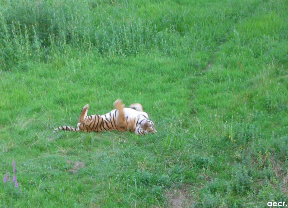 Foto de Cabárceno (Cantabria), España