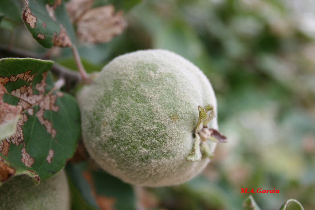 Foto de Respenda de la Peña (Palencia), España
