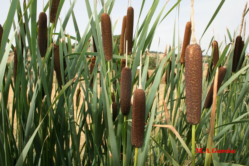 Foto de Respenda de la Peña (Palencia), España