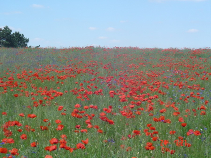 Foto de Dzialoszyn, Polonia
