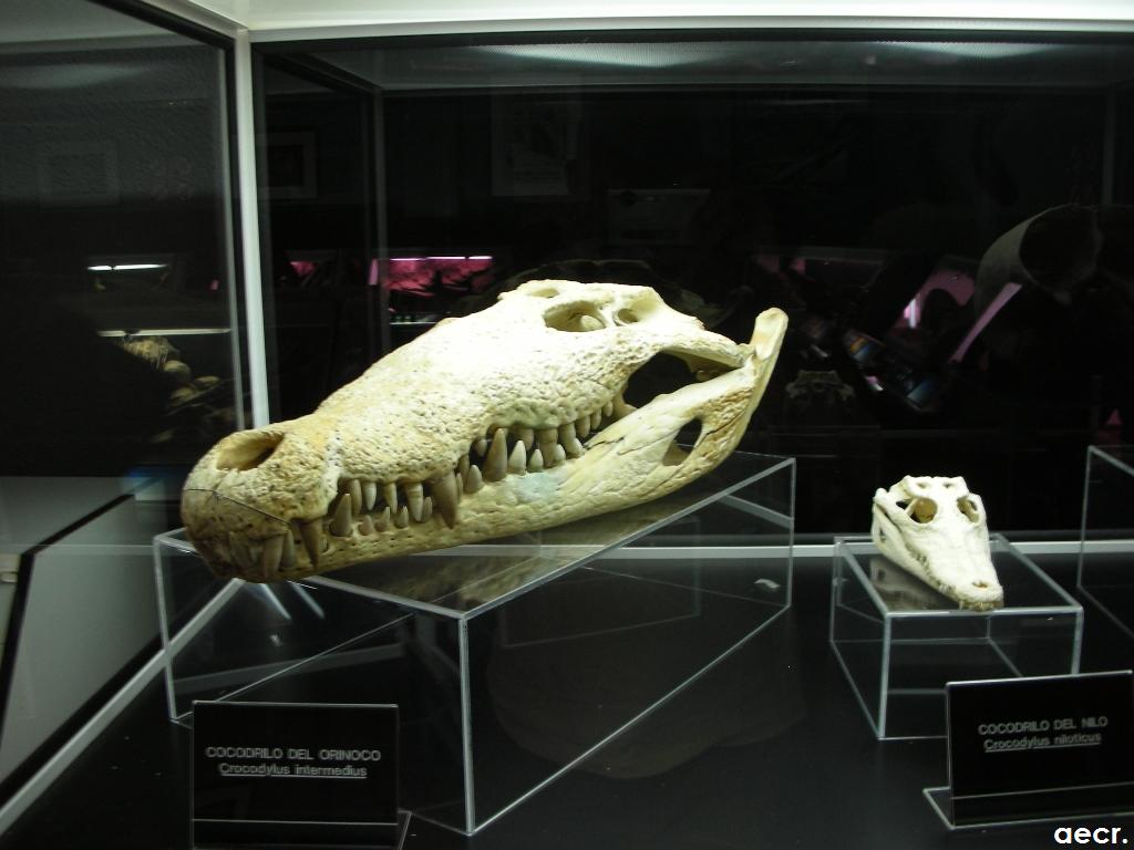 Foto de Cabárceno (Cantabria), España