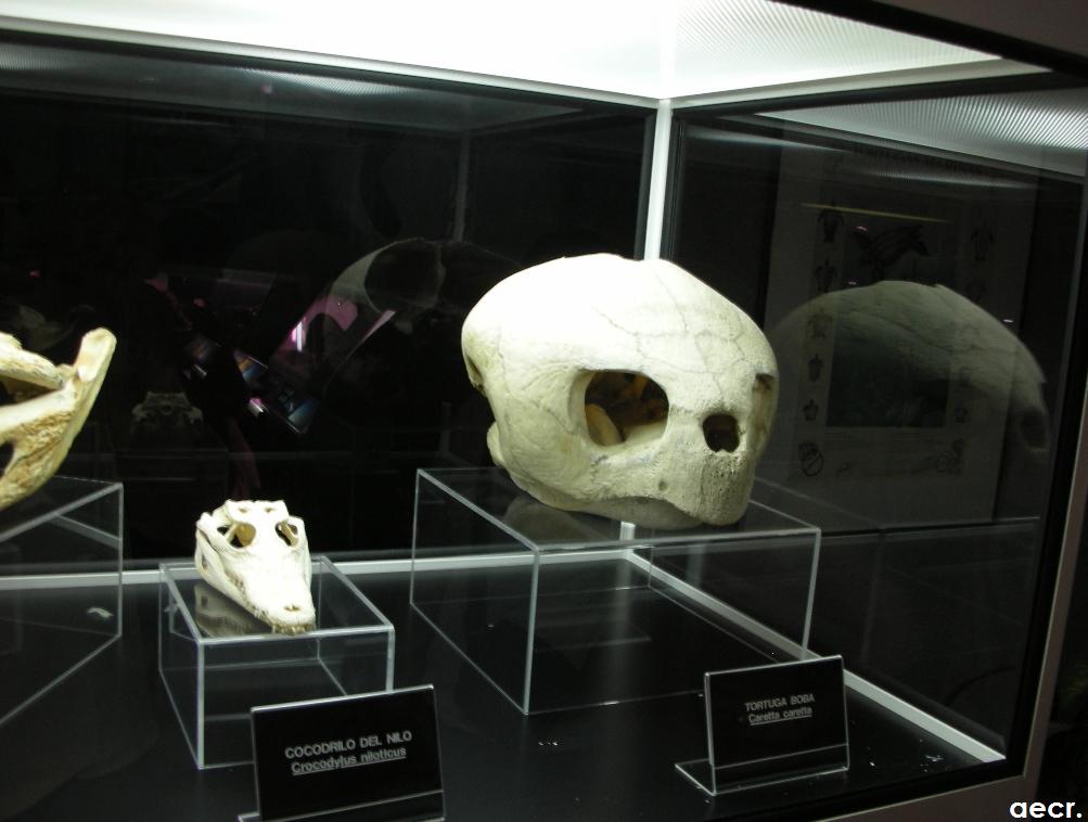 Foto de Cabárceno (Cantabria), España