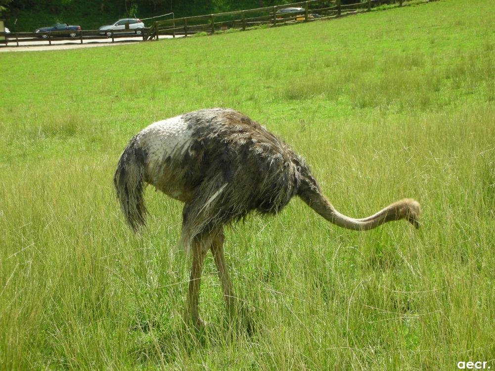 Foto de Cabárceno (Cantabria), España