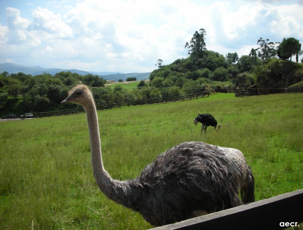 Foto de Cabárceno (Cantabria), España