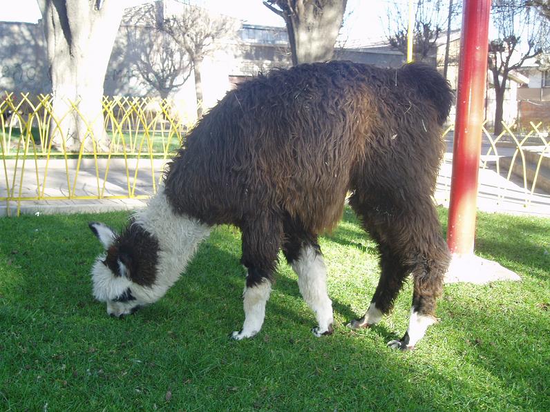 Foto de Oruro, Bolivia