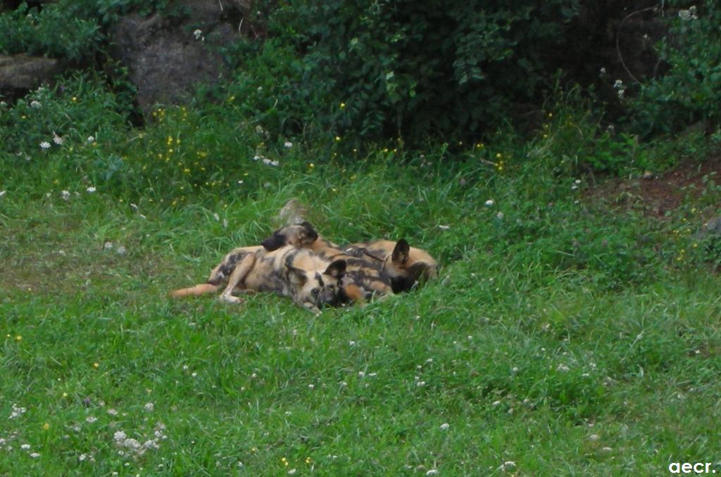 Foto de Cabárceno (Cantabria), España