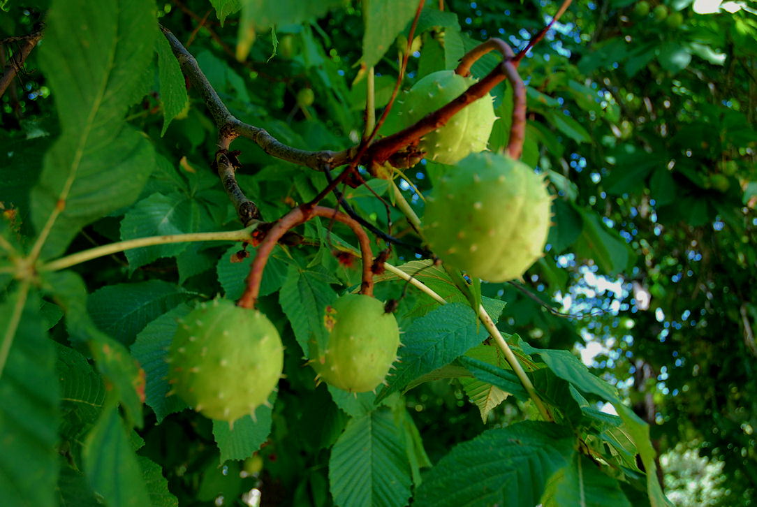 Foto de El Pardo - Madrid (Madrid), España