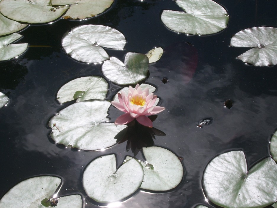 Foto de Valdivia, Chile