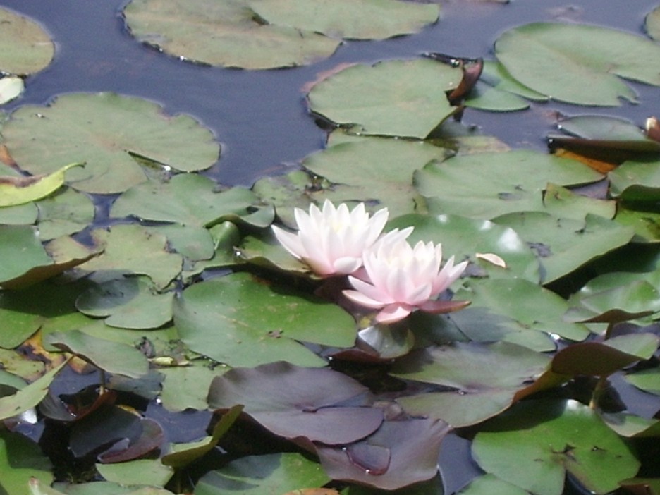 Foto de Valdivia, Chile