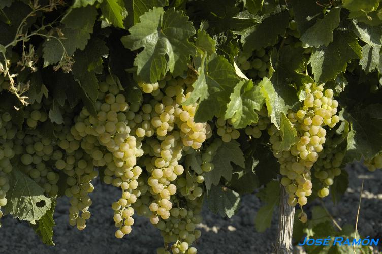 Foto de Trebujena (Cádiz), España