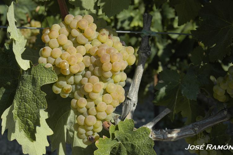 Foto de Trebujena (Cádiz), España