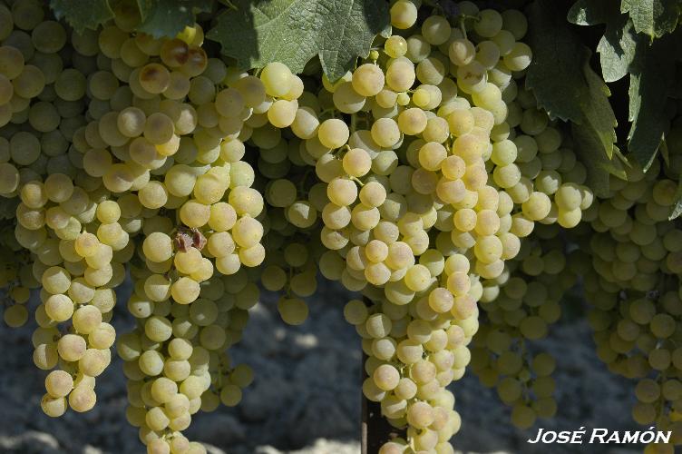 Foto de Trebujena (Cádiz), España