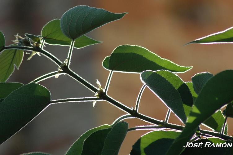 Foto de Trebujena (Cádiz), España
