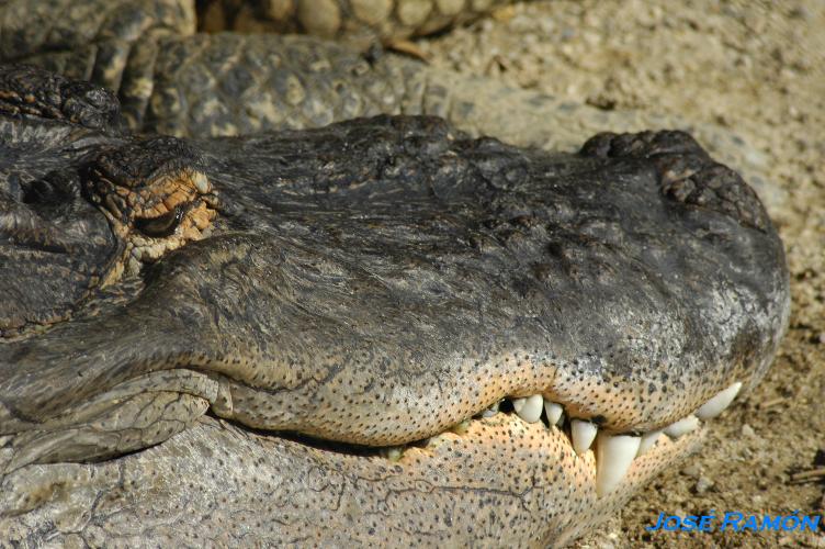 Foto de Jerez de la Frontera (Cádiz), España