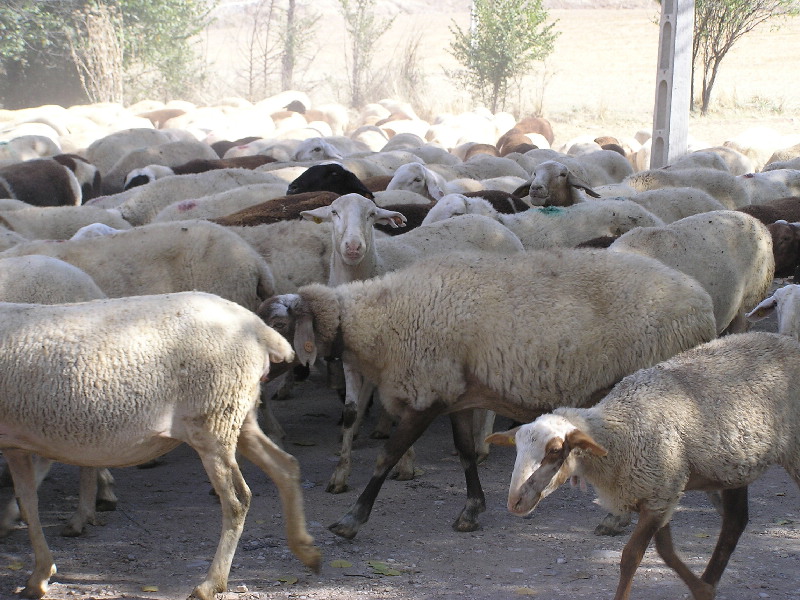 Foto de Torre del Burgo (Guadalajara), España