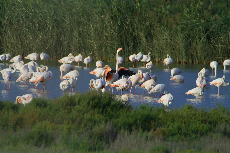 Foto de Poble Nou del Delta (Tarragona), España