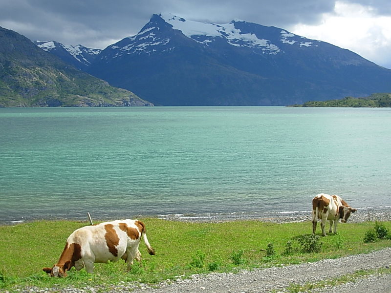 Foto de Puerto Natales, Chile