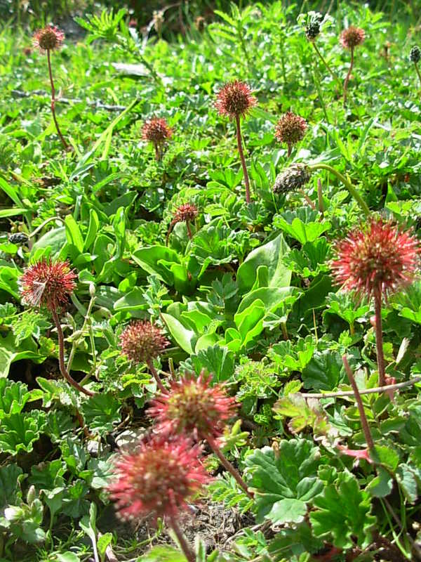 Foto de Puerto Natales, Chile