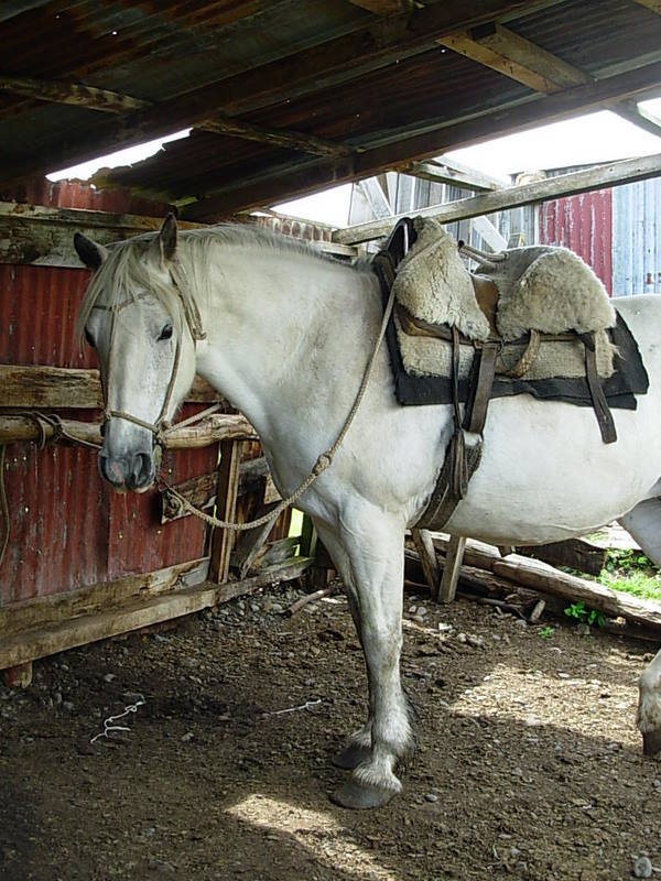 Foto de Puerto Natales, Chile