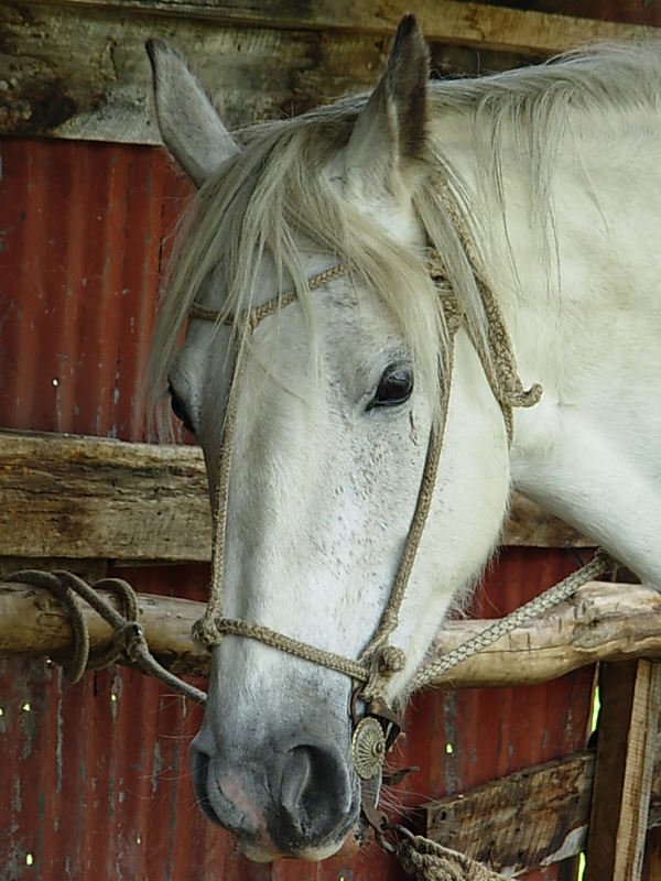 Foto de Puerto Natales, Chile
