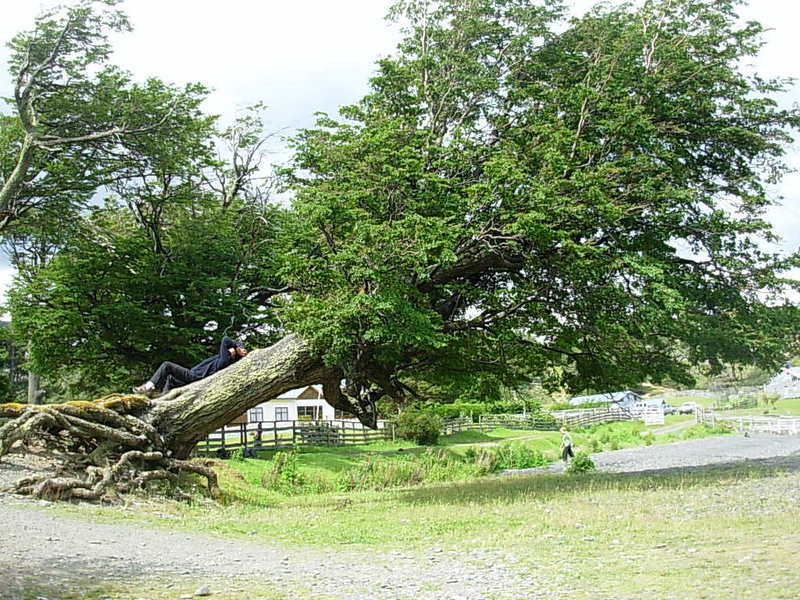 Foto de Puerto Natales, Chile